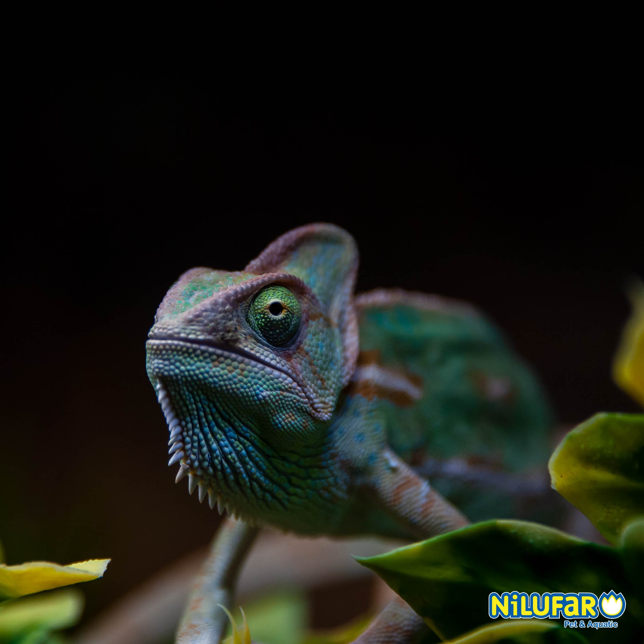 Bearded Dragon – Nilufar